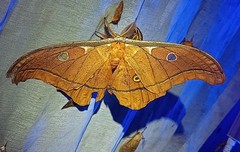 Antheraea godmani