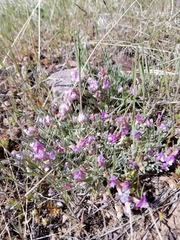 Astragalus calycosus