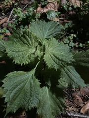 Perilla