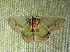 Hyalochlora splendens