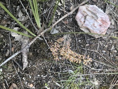 Lomandra multiflora multiflora