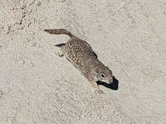 Xerospermophilus
