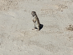 Xerospermophilus