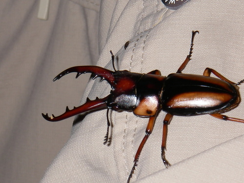 Prosopocoilus savagei