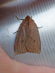 Epiglaea decliva