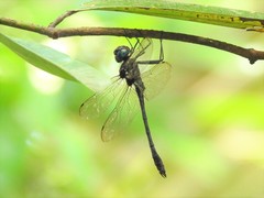 Macromia cincta