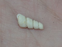 Turritella