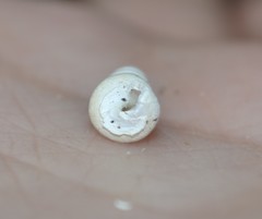 Turritella