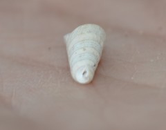 Turritella