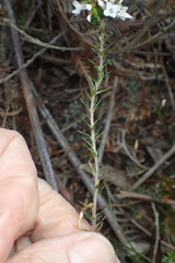 Epacris lanuginosa