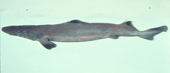 Deania quadrispinosa
