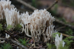 Ramaria gracilis