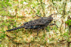 Falconius bedoti