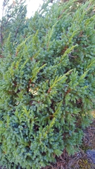 Juniperus formosana