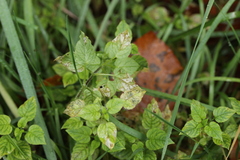 Phacellium episphaerium