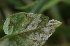 Phacellium episphaerium