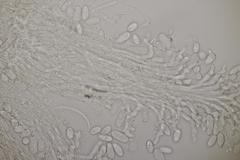 Phacellium episphaerium