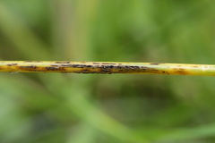 Puccinia graminis