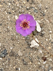 Cistanthe cachinalensis