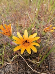 Gazania pectinata