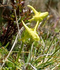 Halenia serpyllifolia