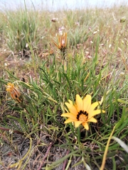 Gazania pectinata
