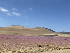 Cistanthe cachinalensis