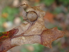 Amphibolips quercusostensackenii
