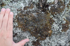 Hypogymnia austerodes