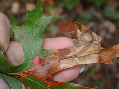Amphibolips quercusostensackenii