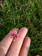 Trifolium polymorphum