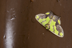 Agathia hemithearia