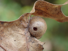 Amphibolips quercusostensackenii