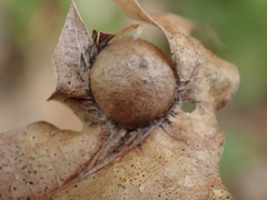 Amphibolips quercusostensackenii