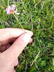 Trifolium polymorphum