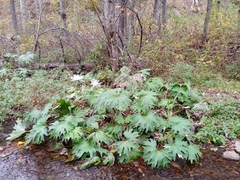 Petasites tatewakianus