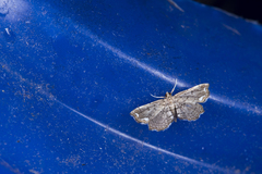 Neomusotima fuscolinealis