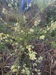 Polygonella polygama