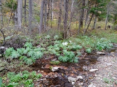 Petasites tatewakianus