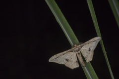 Hyposidra infixaria