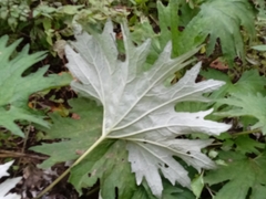 Petasites tatewakianus