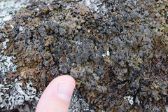 Hypogymnia austerodes