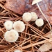 Mycena vulgaris - Photo (c) casmcwest, some rights reserved (CC BY-SA)