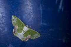 Protuliocnemis partita