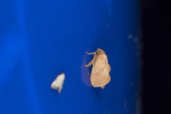Flavinarosa obscura