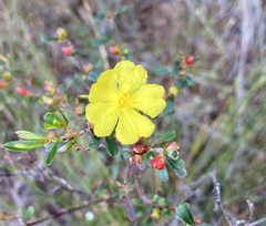 Hibbertia monogyna