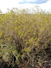 Phyllanthus sellowianus