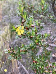 Hibbertia monogyna