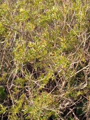 Phyllanthus sellowianus