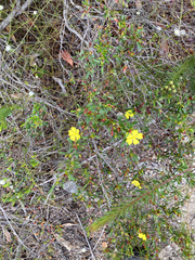 Hibbertia monogyna